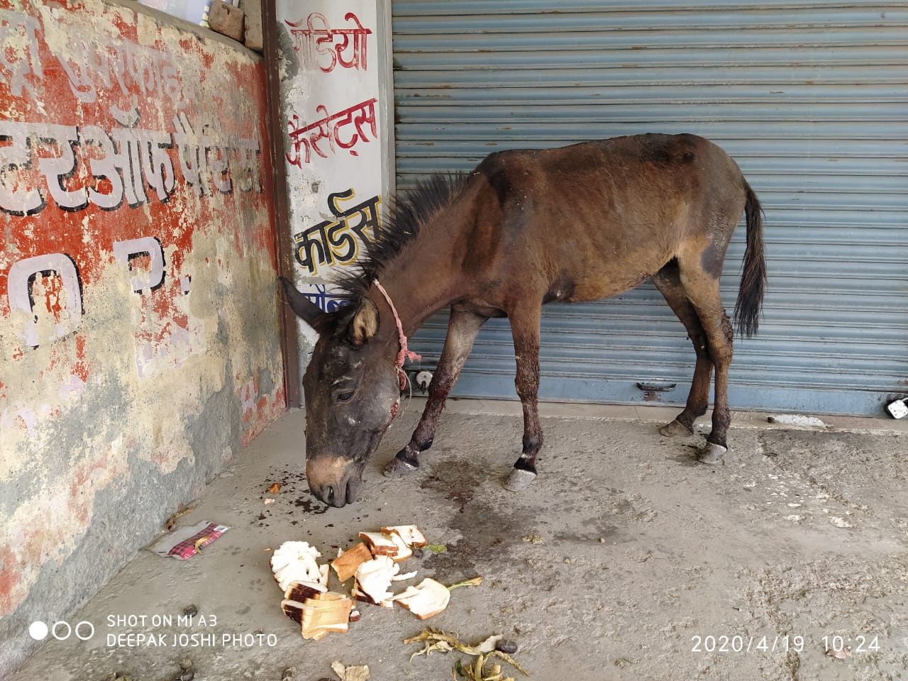 Bread Shared with a Working Animal