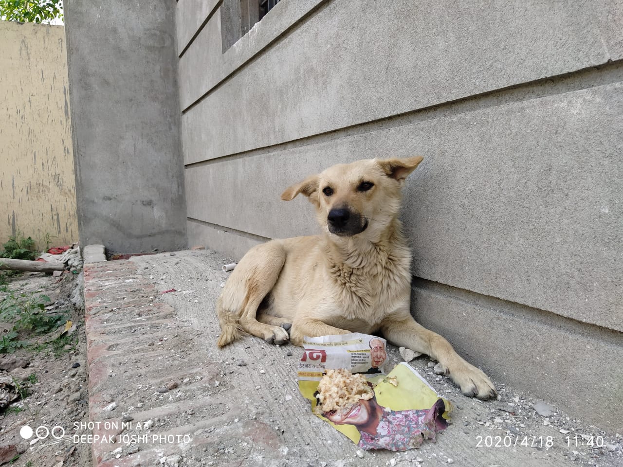A Meal for a Street Dog