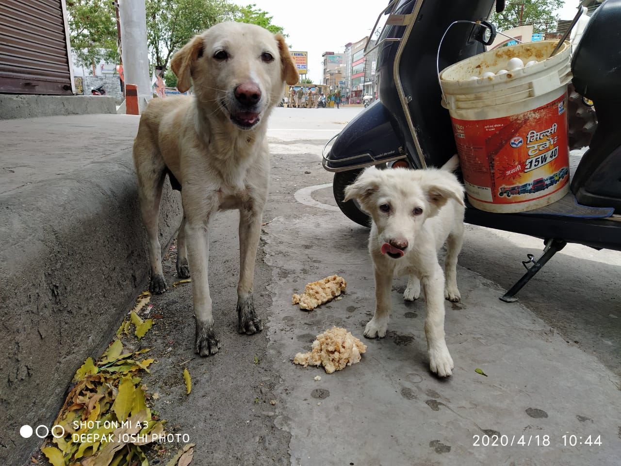 Mother Dog and Puppy Fed