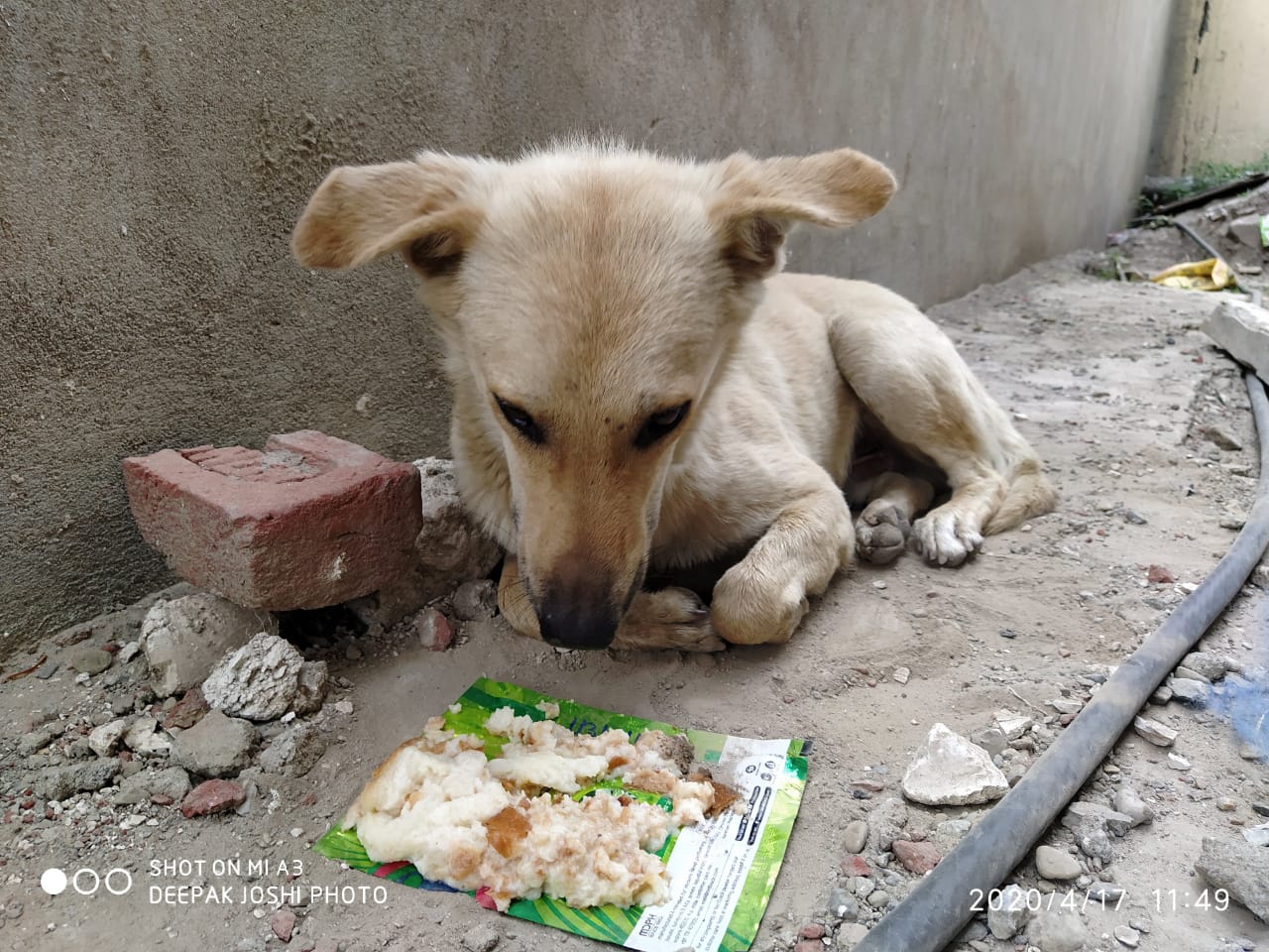 Quiet Kindness for Strays