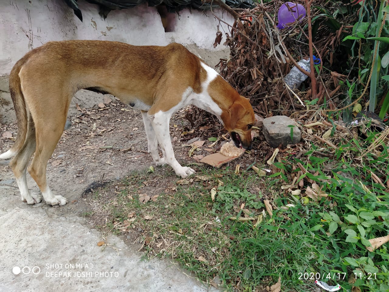 Roti for a Hungry Stray