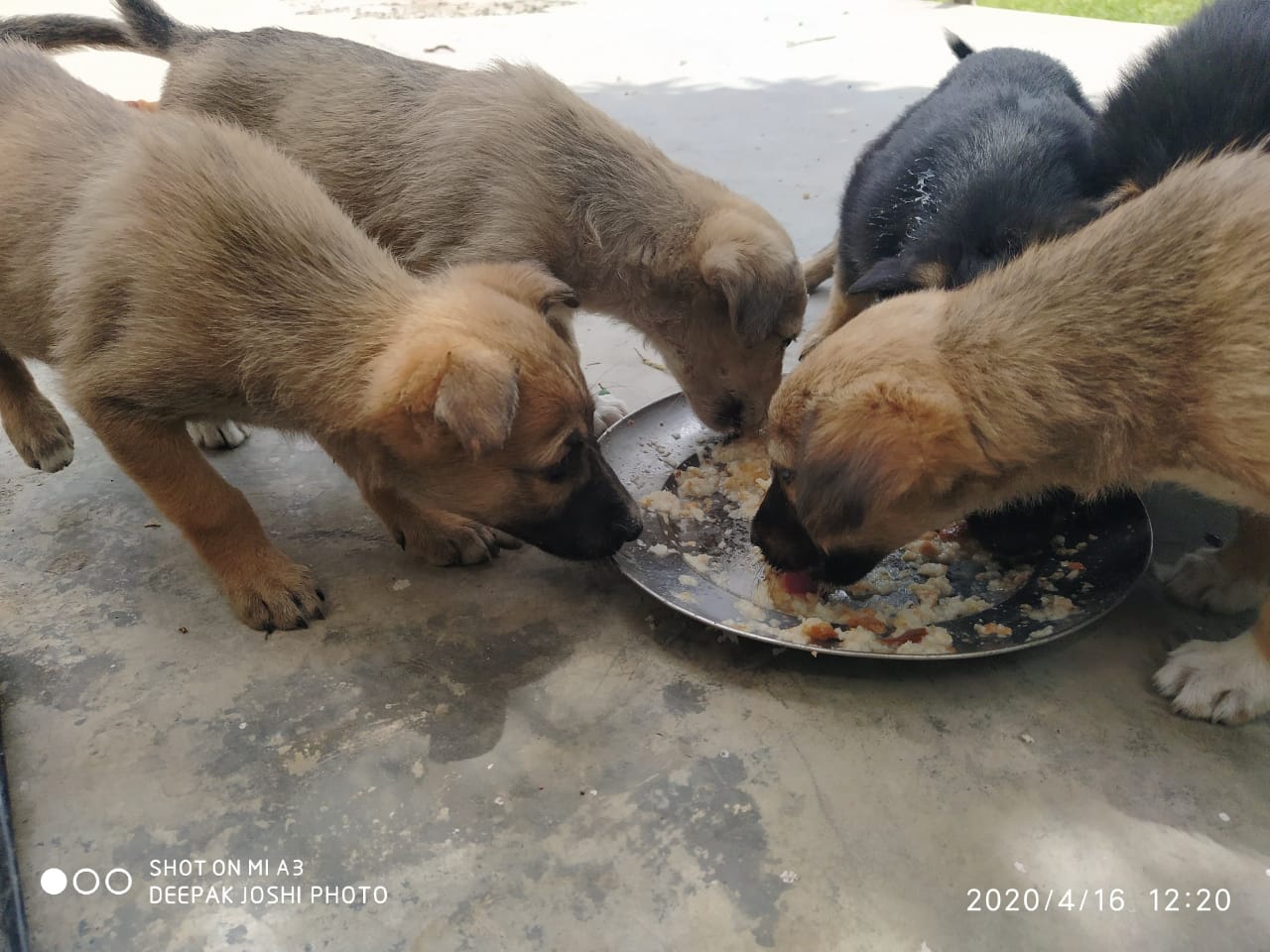 Puppies Sharing One Plate