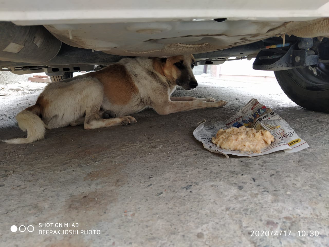 Shelter and Food Under a Car