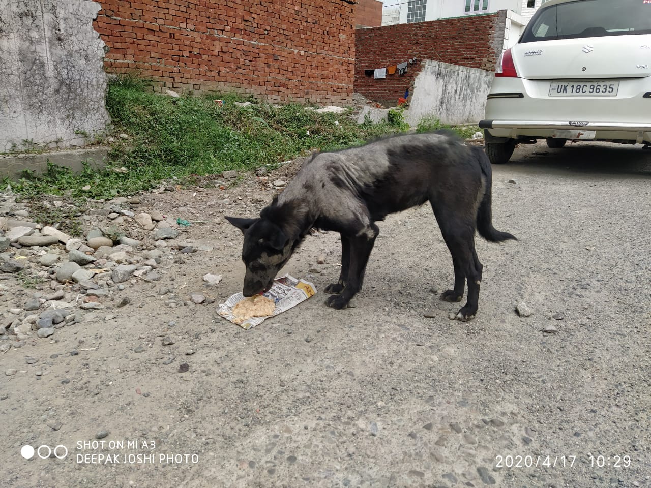 Nourishing a Street Companion